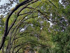 -上海佘山国家森林公园天马山园