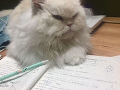 -猫亿天猫咖