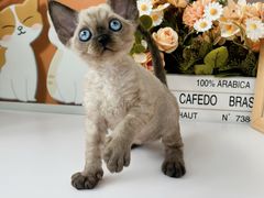 -小猫来了·猫舍(红山六九七九店)