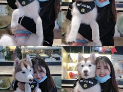 -Husky Go! 哈士奇体验馆·宠物咖啡厅狗咖