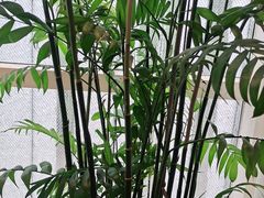 -怡咖啡海鲜自助餐厅(浦东香格里拉店)
