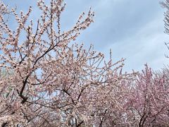 -桃花堤公园