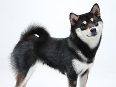 -萌兽医馆·犬猫专科·眼科中心·宠物医院(朝阳门分院)