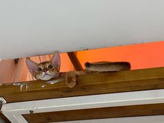 -欣宠猫屋·矮脚拿破仑·蓝金金渐层