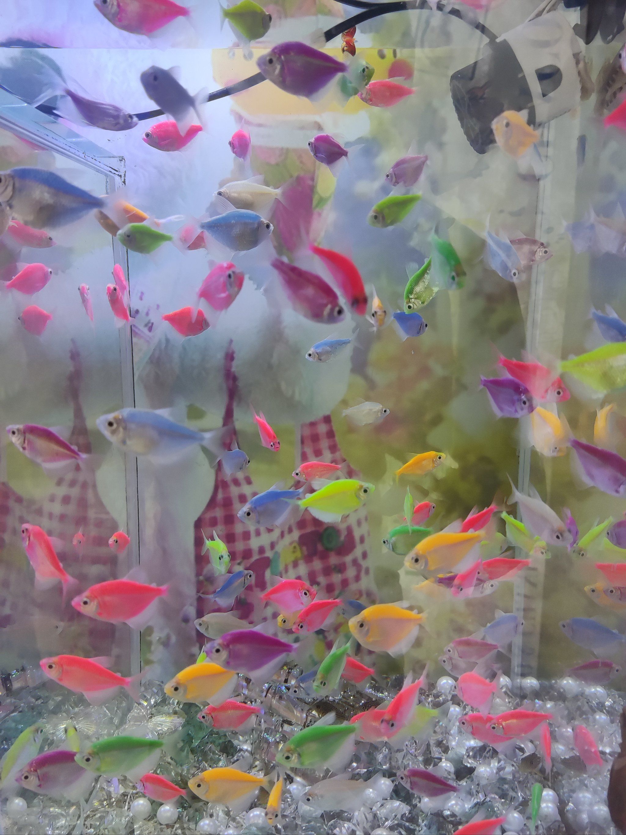 好多可爱的小金鱼
