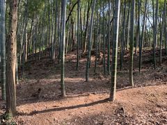 -上海佘山国家森林公园天马山园