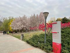-大望京公园