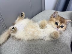 -猫十亿·布偶金渐层·曼基康矮脚猫舍(青年路店)