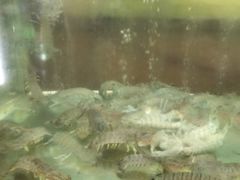 -QQ海鲜餐厅