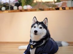 -Husky Go! 哈士奇体验馆·宠物咖啡厅狗咖