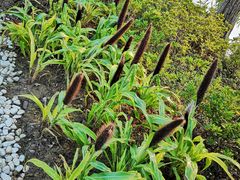 -艾溪湖湿地公园