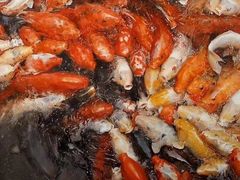 -农畉LONFOOD(福田星河COCOPark店)