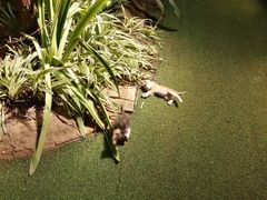 -呀路古热带植物园