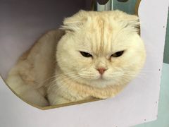 -喵的天空名猫咖啡馆·撸猫·猫舍·用品