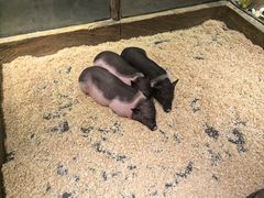 -姑苏二十四集(iD PARK 歌林公园店)