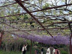 -嘉定紫藤园