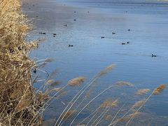 -野鸭湖国家湿地公园