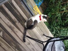 iphone_upload_pic-海边的猫和咖啡馆