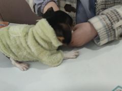 -天使宠物医院·犬猫分诊(彩虹店)