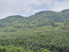 -中国茶叶博物馆(双峰馆区)
