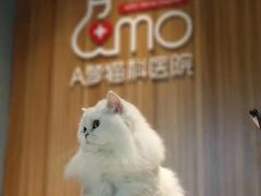 -御宝贝·A梦猫科宠物医院(国际猫友好医院)