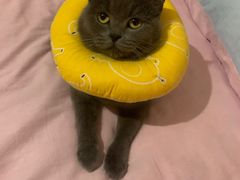 -萌兽医馆·宠物医院·猫骨科(创景店)