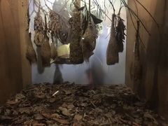 -新加坡飞禽公园