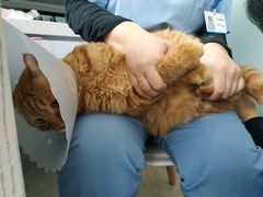 -纳吉亚猫专科动物医院·北北分院