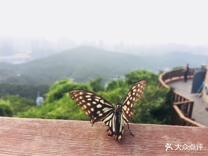 白雲雁水蓮花山觀景臺蝴蝶圖片 - 第40張