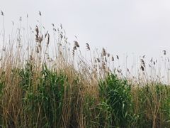 -长兴太湖图影湿地文化园