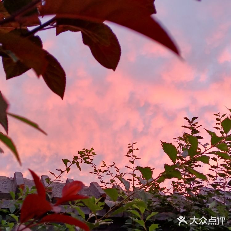 老妈今天早上拍的美丽的朝霞[愉快][强]