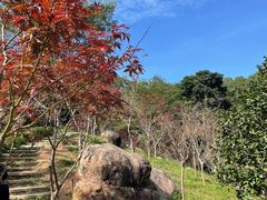 -广州市帽峰山景区
