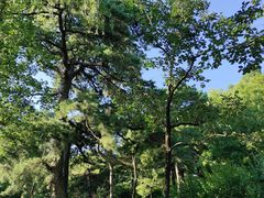 -香山公园