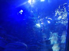 -上海海昌海洋公园-冰山北极馆