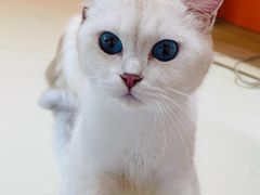 -三花喵·撸猫购宠·宠物生活馆(虹桥南丰城店)