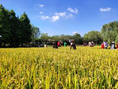 -溱湖国家湿地公园