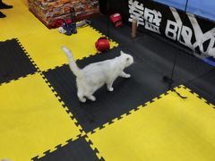 -拳盛时代拳击俱乐部(北京路店)