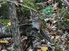 -五营红松林海景区