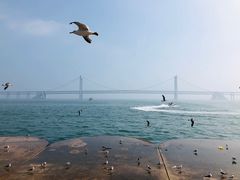 景点-星海湾跨海大桥