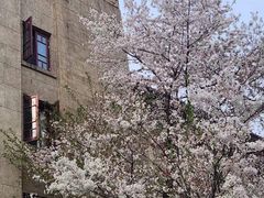 -武汉大学-樱园