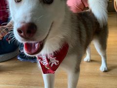 -Husky Go! 哈士奇体验馆·宠物咖啡厅狗咖