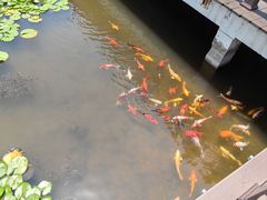 -滕州微山湖红荷湿地景区