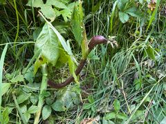 -峡谷浮石林景区