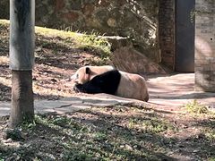-都江堰中华大熊猫苑