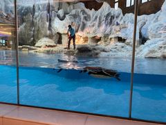 -帝企鹅自助餐厅•儿童岛•真企鹅(长隆企鹅酒店)