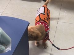 -康爱犬猫诊所·牙专科·骨外科·影像内科(丰宁店)