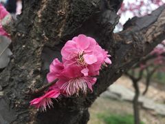 -香雪海