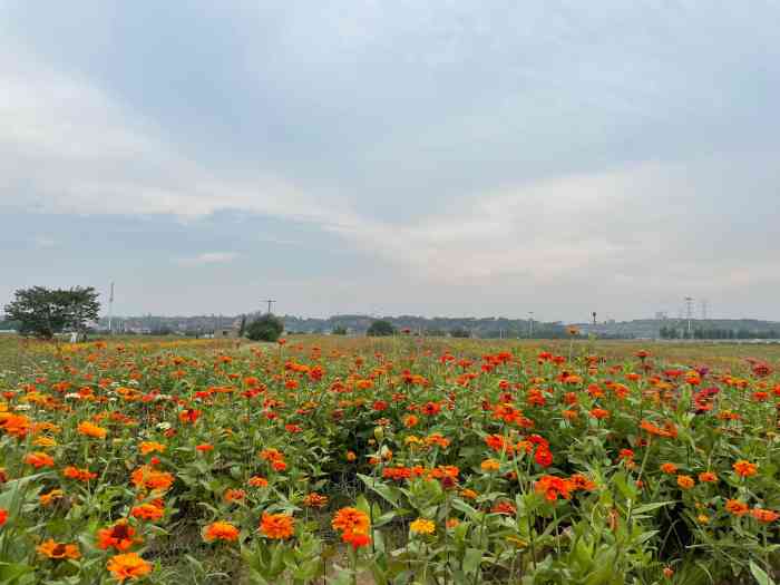 泾河花海-"导航泾阳街道樊家村村委会, 4月油菜花17.