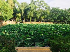 -MAP CHA普洱茶馆(翠湖店)