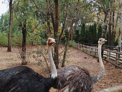 -大连森林动物园